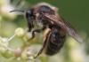 Colletes cunicularius